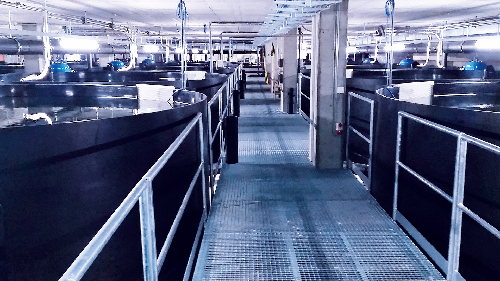 Installation de pisciculture en bâtiment avec bassin de pisciculture en tant qu’installation RSA - Colasit