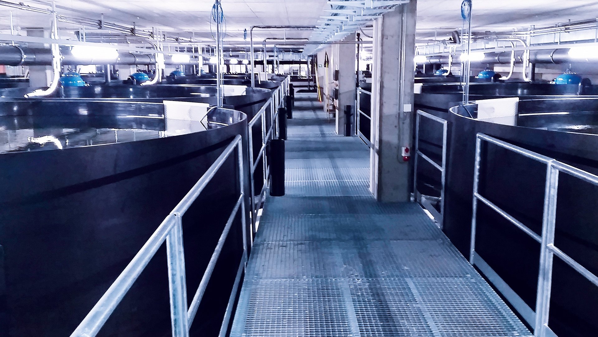 Fish breeding, farming systems in buildings with fish tanks as an RAS system - Colasit