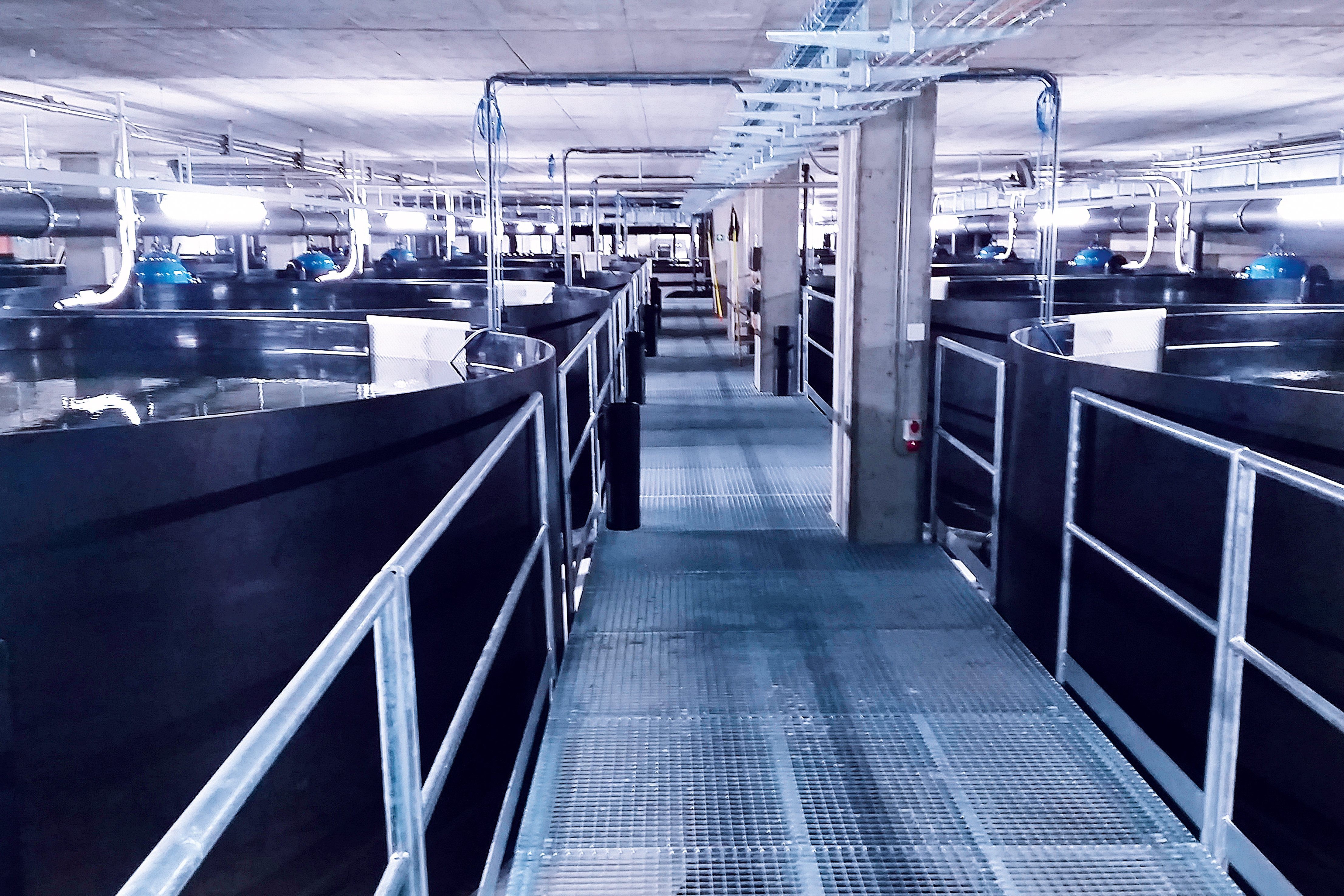 Fish breeding, farming systems in buildings with fish tanks as an RAS system - Colasit